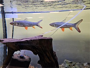 Golden Sharks